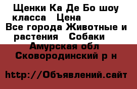 Щенки Ка Де Бо шоу класса › Цена ­ 60 000 - Все города Животные и растения » Собаки   . Амурская обл.,Сковородинский р-н